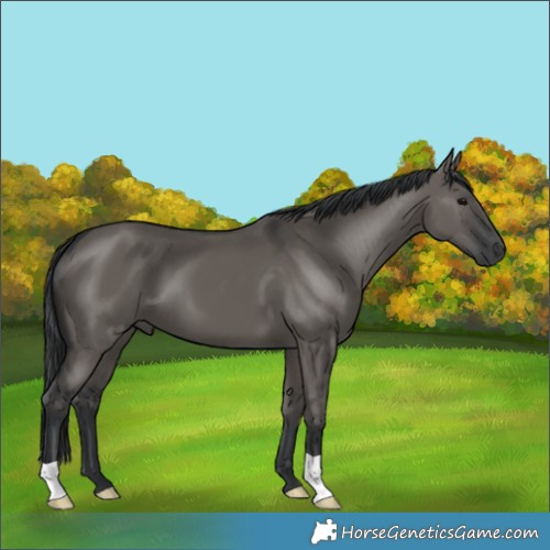 Horse Color:Grullo 