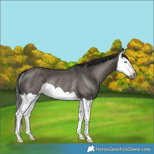 Horse Color:Gray Grullo Splash Rabicano 