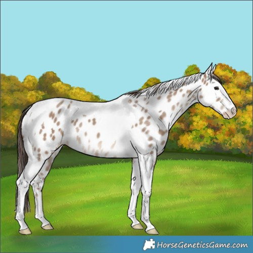Horse Color:Classic Champagne Tobiano Leopard 