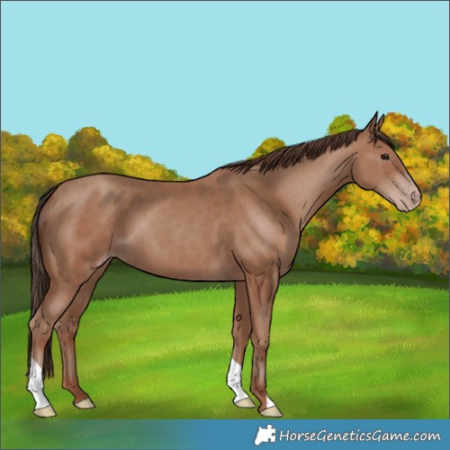 Horse Color:Classic Champagne