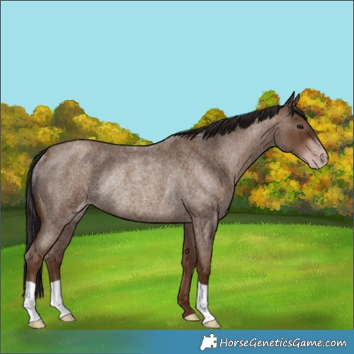 Horse Color:Gray Classic Champagne Roan Rabicano 