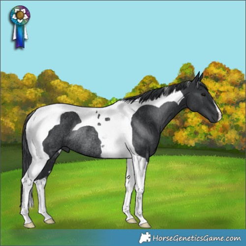 Horse Color:Black Tobiano Rabicano