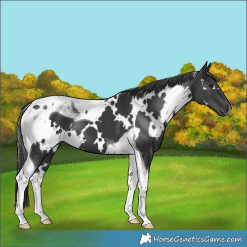 Horse Color:White Spotted Black Tobiano