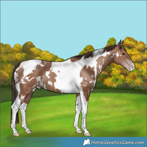 Horse Color:White Spotted Classic Champagne Tobiano