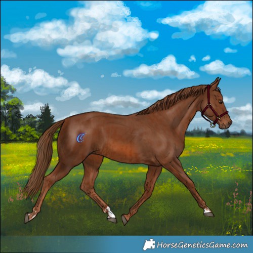 Horse Color:Chestnut and Chestnut