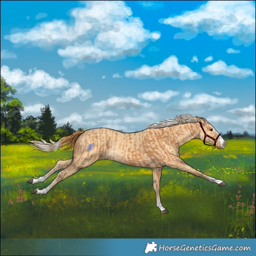 Horse Color:Chestnut  and Palomino 