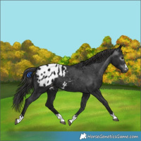 Horse Color:Gray Black Blanket