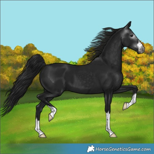 Horse Color:Gray Black