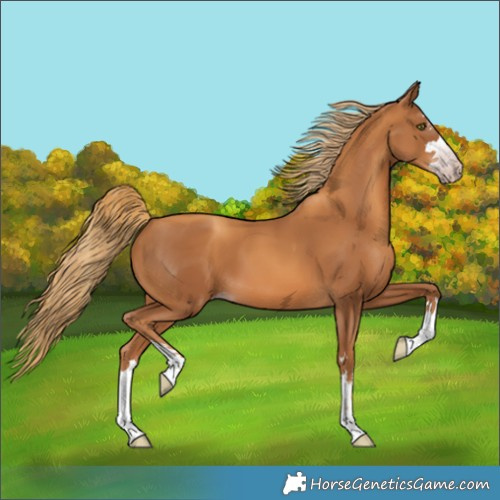 Horse Color:Gray Gold Champagne