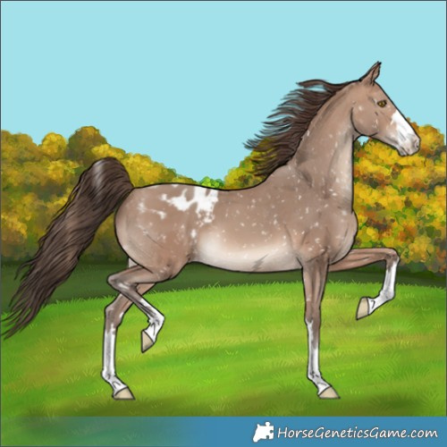 Horse Color:Sable Champagne Blanket