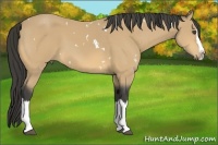 Horse Color:White Spotted Buckskin Sabino Splash 