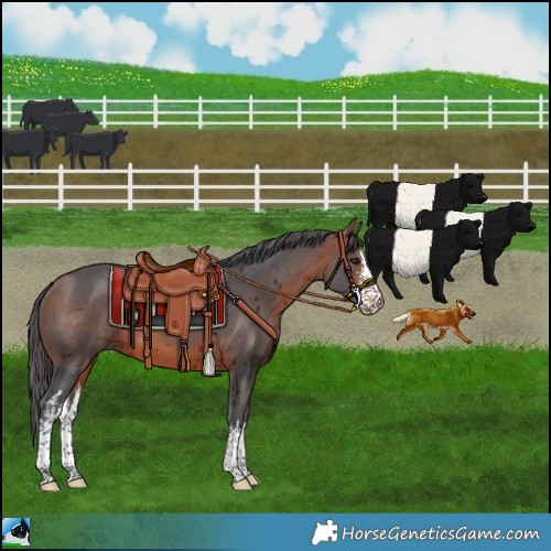 Horse Color:White Spotted Bay Merle Rabicano 