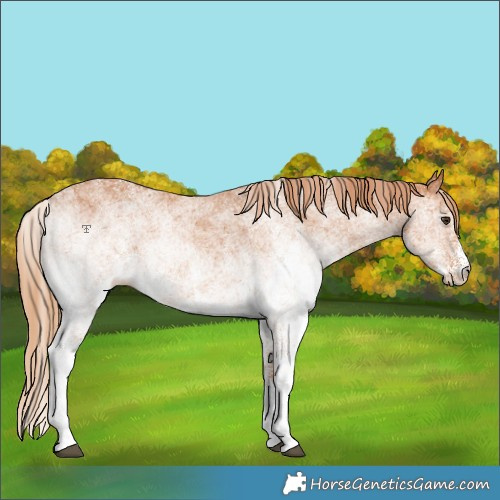 Horse Color:White Spotted Chestnut Rabicano