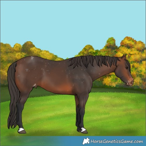 Horse Color:Brown Varnish