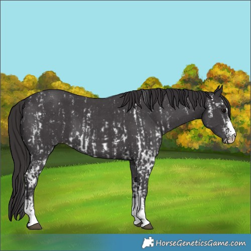 Horse Color:Smoky Black Sabino and Smoky Black Sabino
