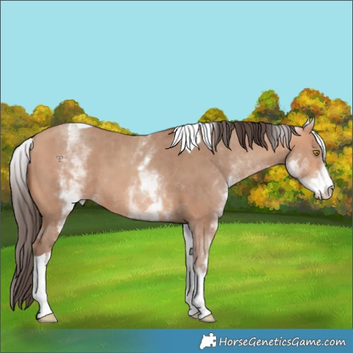 Horse Color:White Spotted Amber Champagne Tobiano