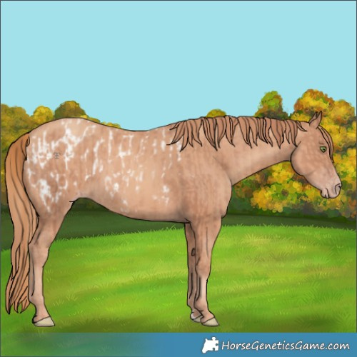 Horse Color:Gold Champagne Blanket and Gold Champagne