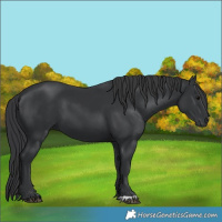 Horse Color:Black 
