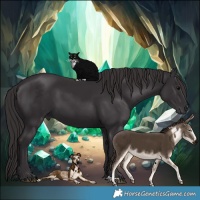 Horse Color:Smoky Black 
