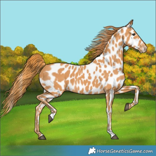 Horse Color:Chestnut Appaloosa