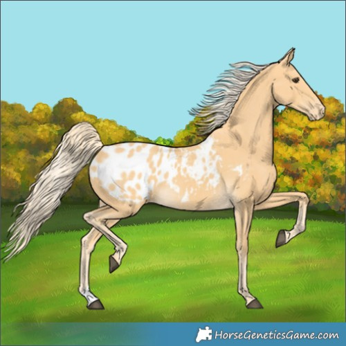Horse Color:Palomino Appaloosa 