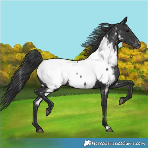 Horse Color:Black Appaloosa
