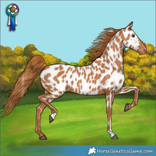 Horse Color:Chestnut Appaloosa