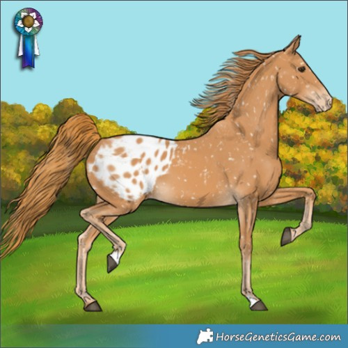 Horse Color:Chestnut Appaloosa 