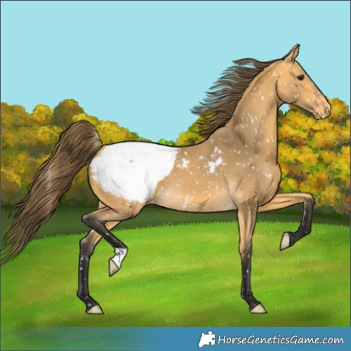 Horse Color:Buckskin Appaloosa