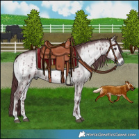 Horse Color:Chocolate Grullo Chinchilla Onyx Brindle 