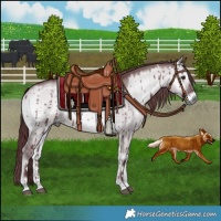 Horse Color:Chocolate Grullo Chinchilla Onyx Brindle 