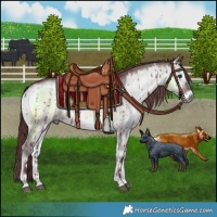 Horse Color:Chocolate Grullo Chinchilla Onyx Brindle