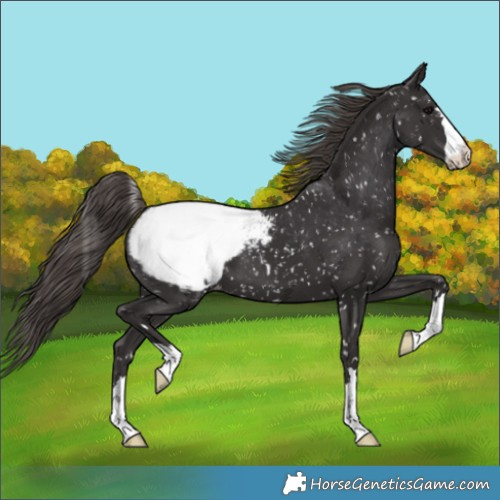 Horse Color:Smoky Black Appaloosa