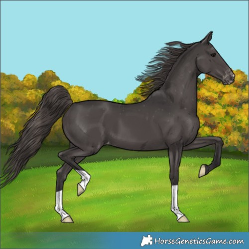 Horse Color:Smoky Black Varnish