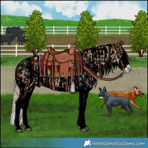 Horse Color:ERROR: UNKNOWN ANOMALY and ERROR: UNKNOWN ANOMALY