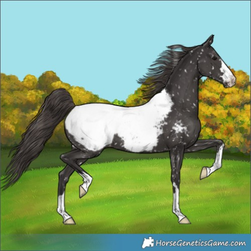 Horse Color:Smoky Black Appaloosa