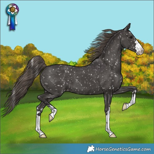Horse Color:Smoky Black Appaloosa 