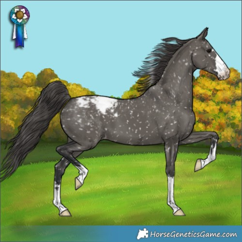 Horse Color:Grullo Appaloosa
