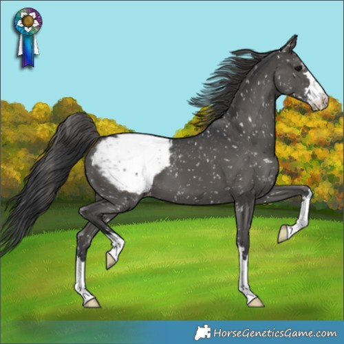 Horse Color:Black Appaloosa