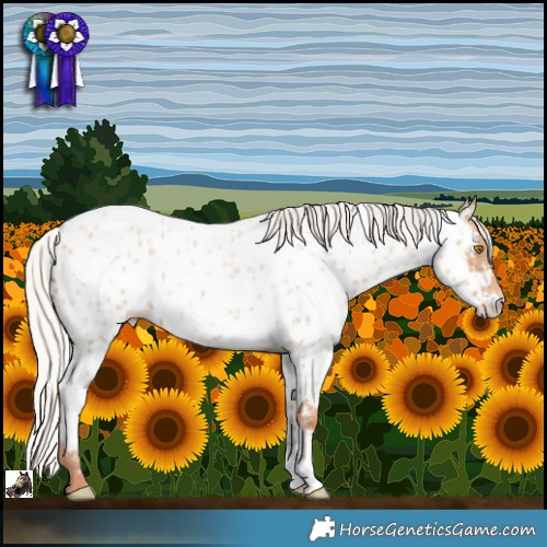Horse Color:Silver Classic Champagne Roan Appaloosa