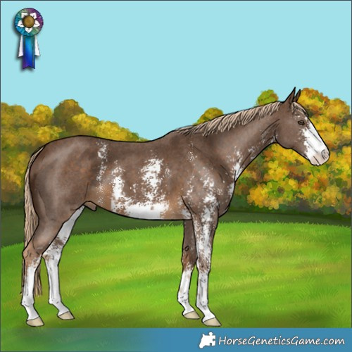 Horse Color:Chocolate Palomino Sabino