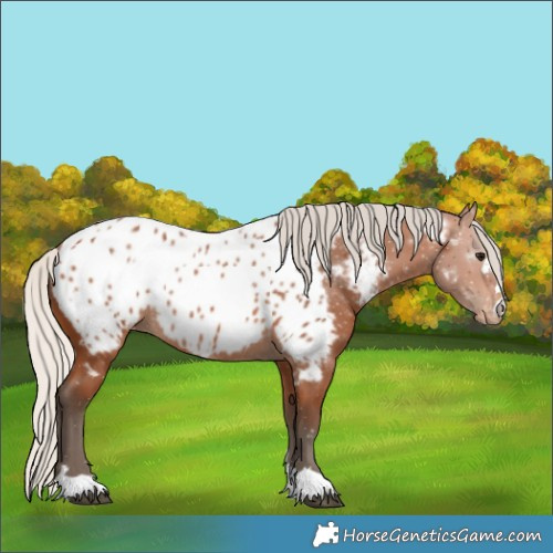 Horse Color:Silver Bay Near Leopard Rabicano