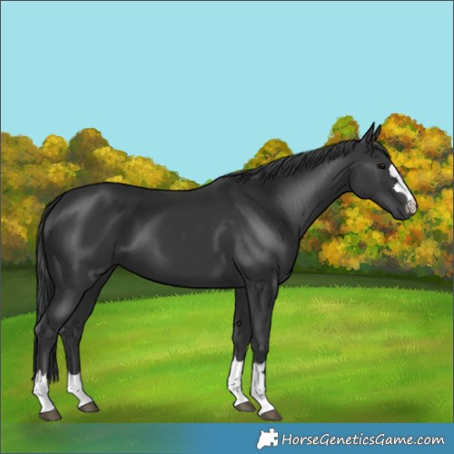 Horse Color:Black