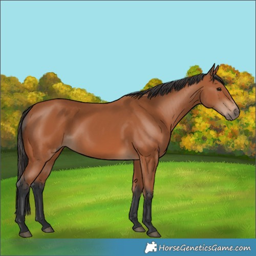 Horse Color:Bay 