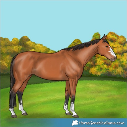 Horse Color:Bay 