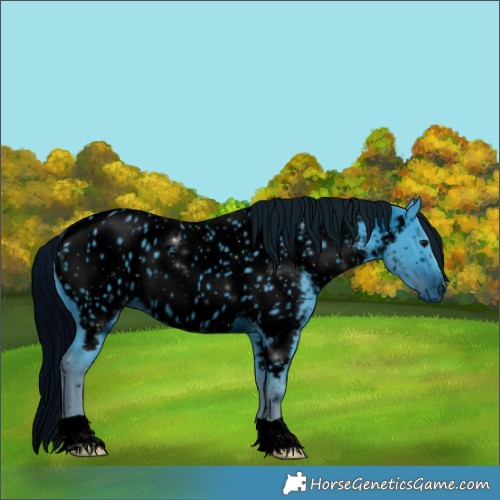 Horse Color:ERROR: UNKNOWN ANOMALY