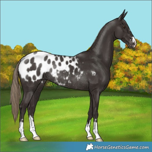 Horse Color:Liver Chestnut Blanket Rabicano