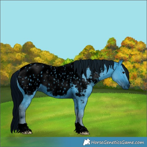 Horse Color:ERROR: UNKNOWN ANOMALY