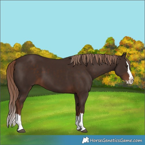 Horse Color:Liver Chestnut Splash 