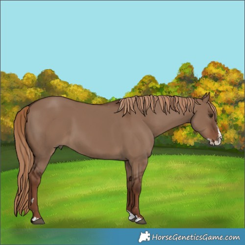 Horse Color:Liver Red Dun Splash 